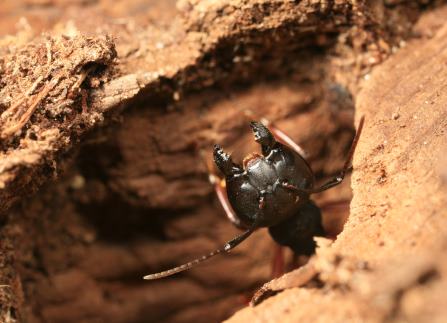 Exterminateur de fourmis certifié Beresford