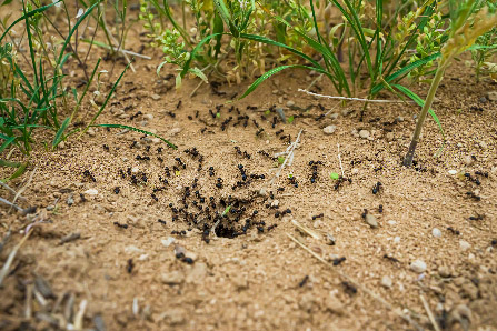 Extermination fourmis Néguac