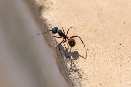 Ant Exterminator Neguac