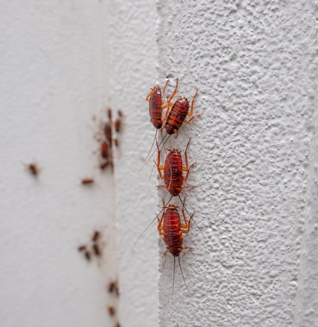 Cockroach exterminator Beresford