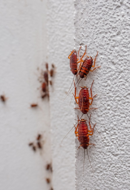 Cockroach exterminator Bathurst