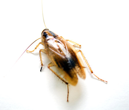 Cockroach exterminator Beresford